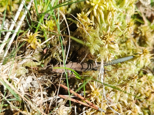 Viviparous Lizard