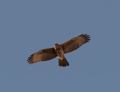 Parabuteo unicinctus