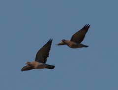 Patagioenas picazuro