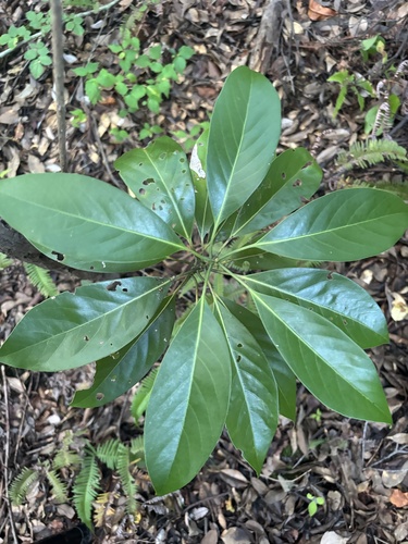 Machilus thunbergii observed 2026-10-02