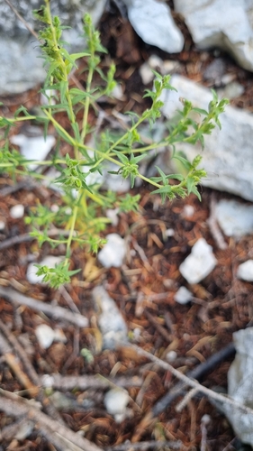 Odontites viscosus observed 2026-10-02