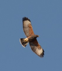 Parabuteo unicinctus