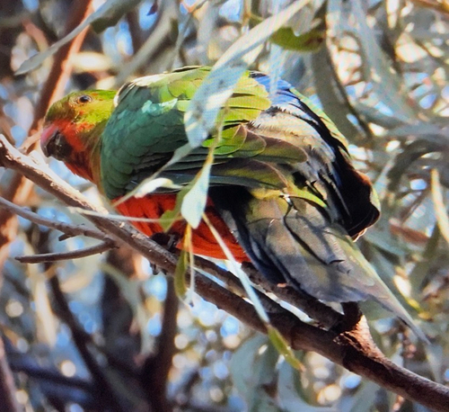 Australian King Parrot