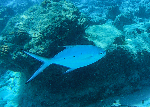 Trachinotus baillonii observed 2026-09-23