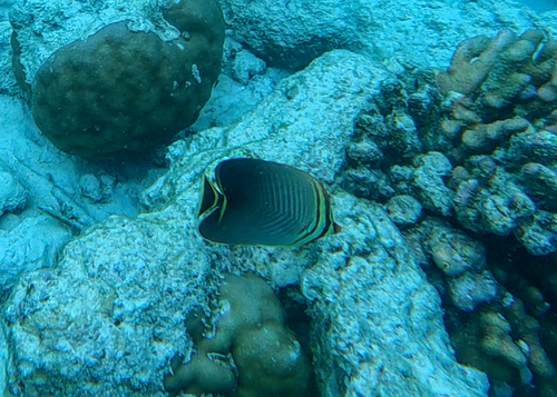 Chaetodon triangulum observed 2026-09-23
