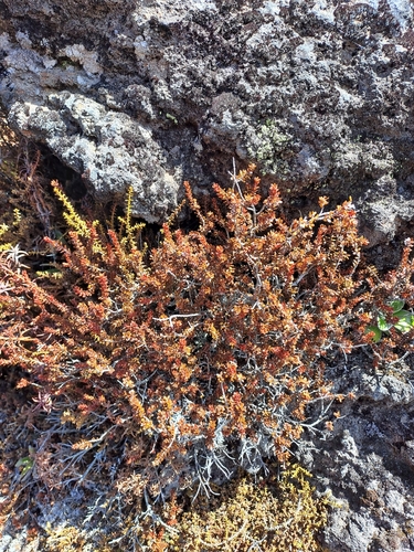 Epacris alpina observed 2026-10-02
