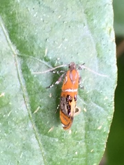 Schiffermuelleria imogena