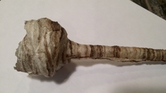 Dolichovespula maculata