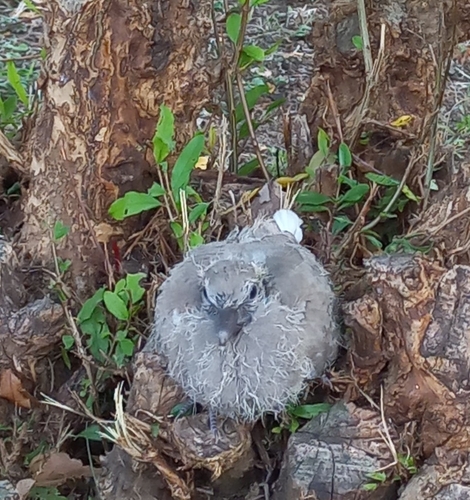 Feral Pigeon