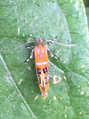 Schiffermuelleria imogena