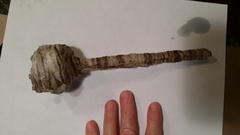 Dolichovespula maculata