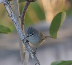 Serpophaga subcristata