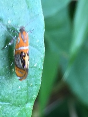 Schiffermuelleria imogena
