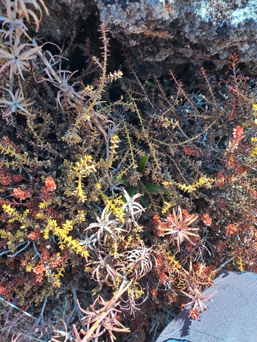 Lepidothamnus laxifolius, 2026-10-02
