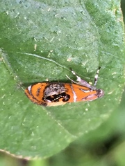 Schiffermuelleria imogena