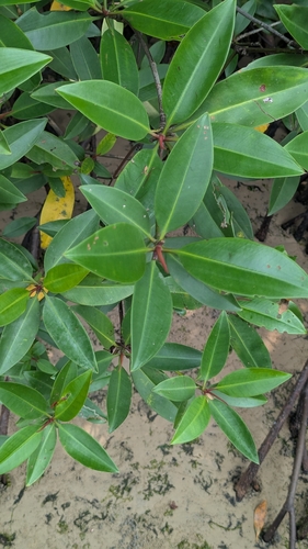 Rhizophora apiculata observed 2026-10-02