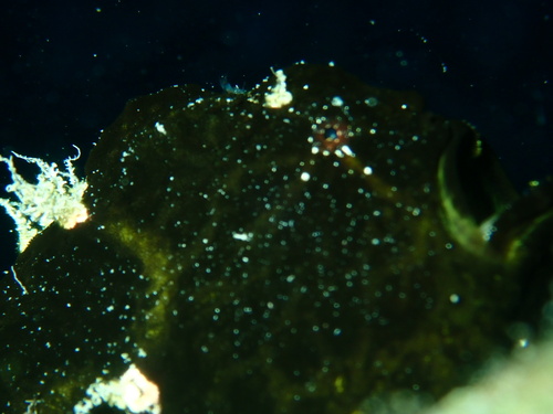 Antennarius commerson observed 2026-09-28