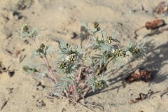 Astragalus australis