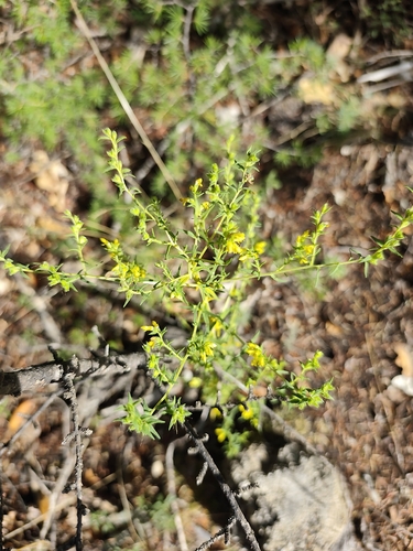 Odontites viscosus observed 2026-10-02