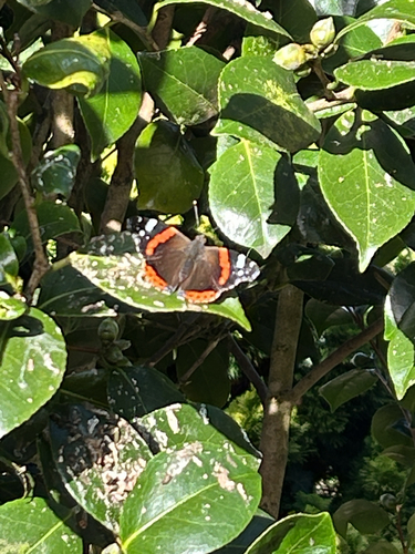 Red Admiral