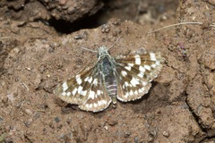 Pyrgus xanthus
