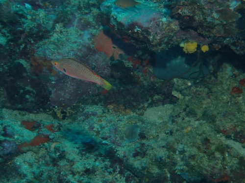 Cirrhilabrus punctatus observed 2026-10-01