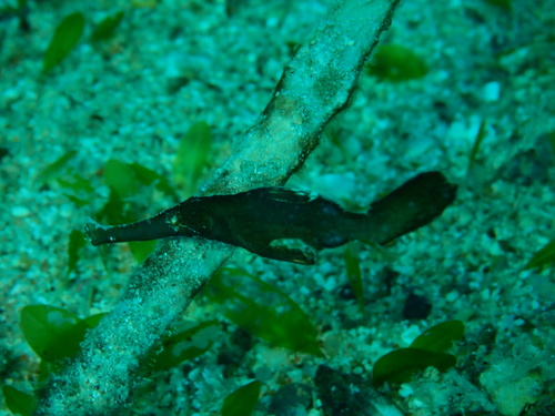 Solenostomus cyanopterus observed 2026-10-01