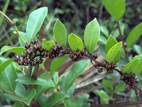 fetterbush lyonia