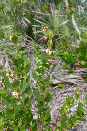 fetterbush lyonia