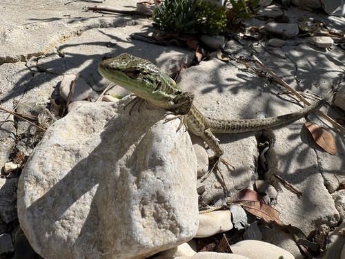 Italian Wall Lizard