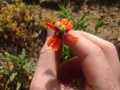 Papaver heterophyllum