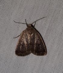 Athetiina