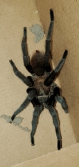 Aphonopelma anax