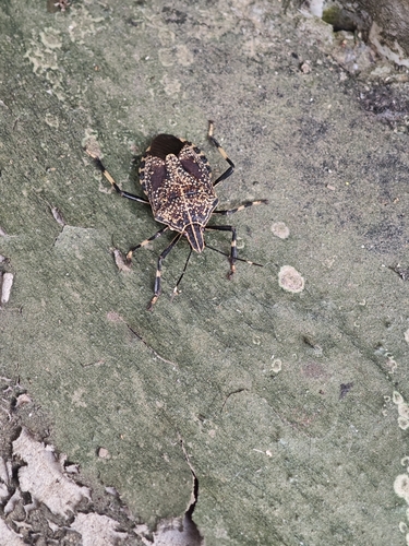 Yellow-spotted Stink Bug