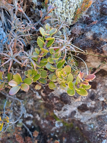 Gaultheria colensoi observed 2026-10-02