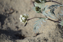 Astragalus australis