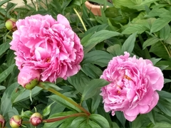 Paeonia albiflora