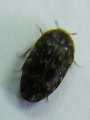 Trogoderma glabrum