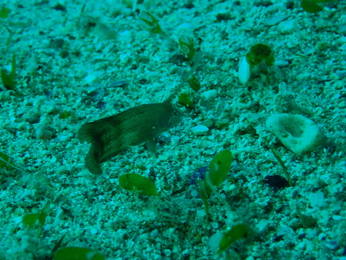 Iniistius pavo observed 2026-10-01