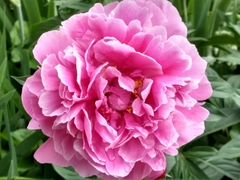 Paeonia albiflora