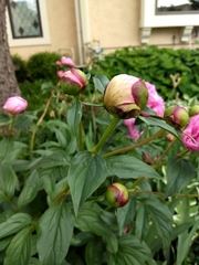 Paeonia albiflora
