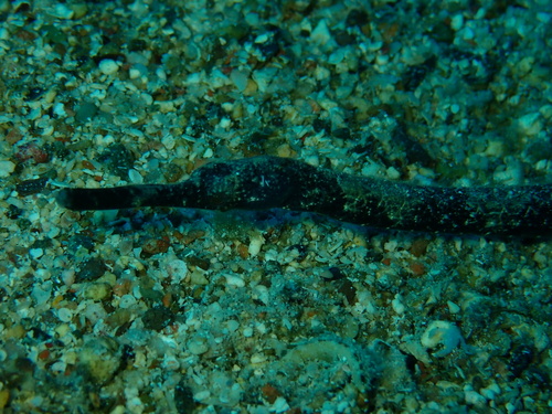 Trachyrhamphus bicoarctatus observed 2026-10-01