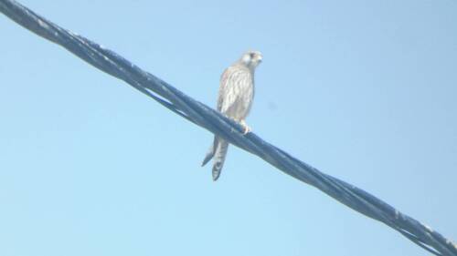 Eurasian Kestrel