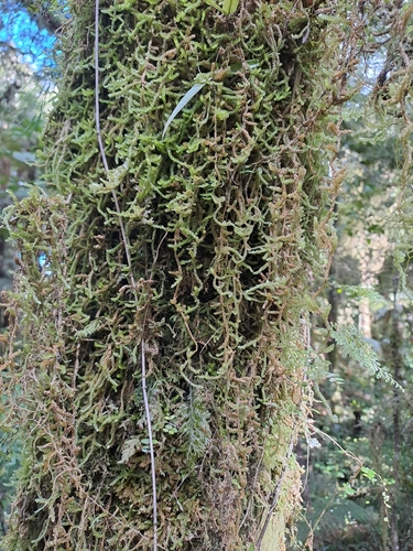 Weymouthia cochlearifolia observed 2026-10-02
