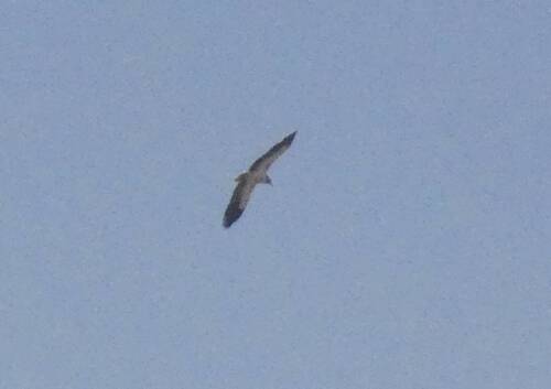 Egyptian Vulture