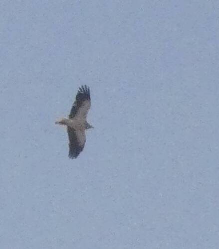 Egyptian Vulture
