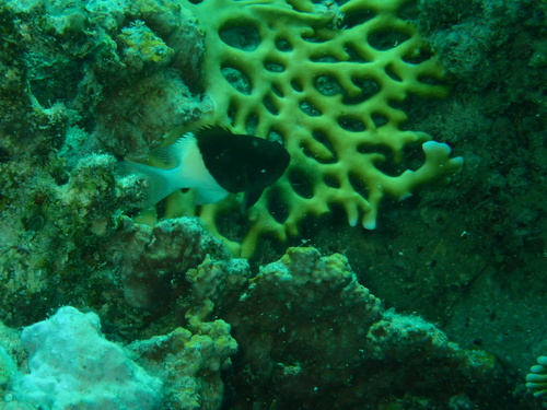 Chromis dimidiata observed 2026-10-01