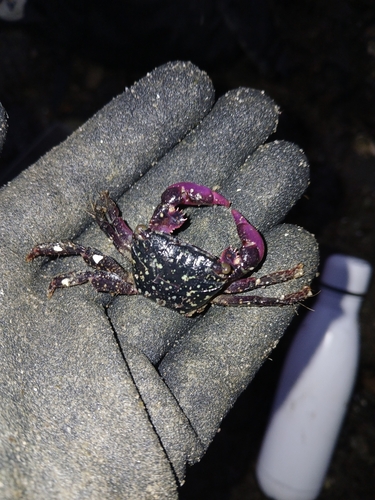 Metopograpsus frontalis observed 2026-10-02
