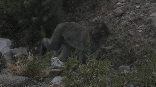Barbary Macaque