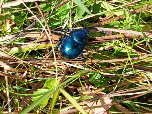 Springtime Dung Beetle